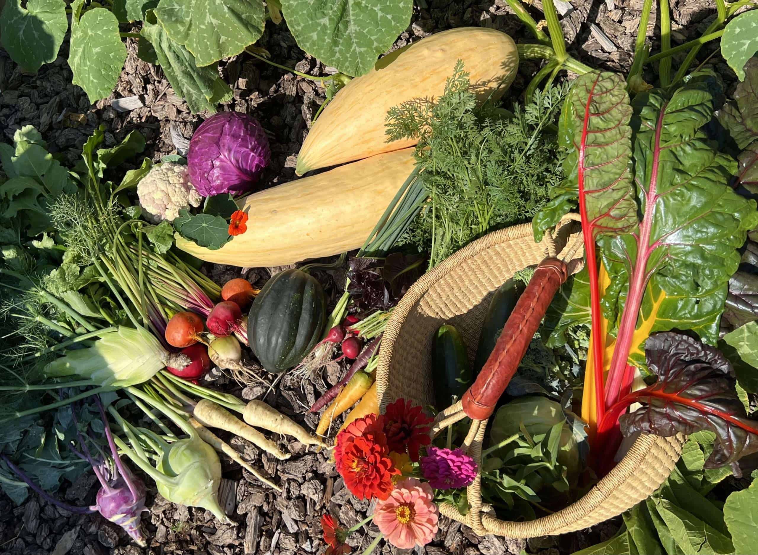 fall harvest with north georgia candy roaster harvest of various vegetables along with a harvest basket arranged on the ground
