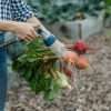 a person can be partially seen standing in a garden and spraying off a bunch of beets