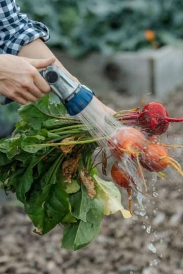 a person can be partially seen standing in a garden and spraying off a bunch of beets