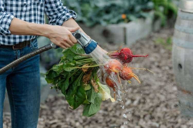 a person can be partially seen standing in a garden and spraying off a bunch of beets