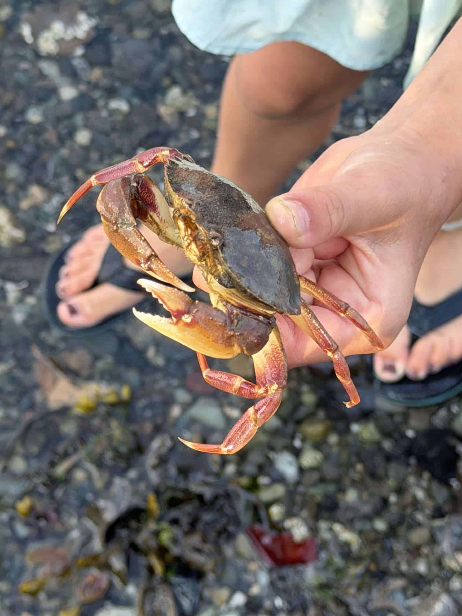 a child's hand holding a crab