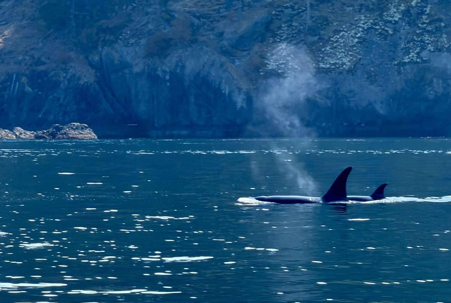 orcas in the salish sea